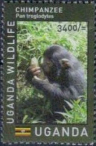 Ugandan Wildlife : Primates