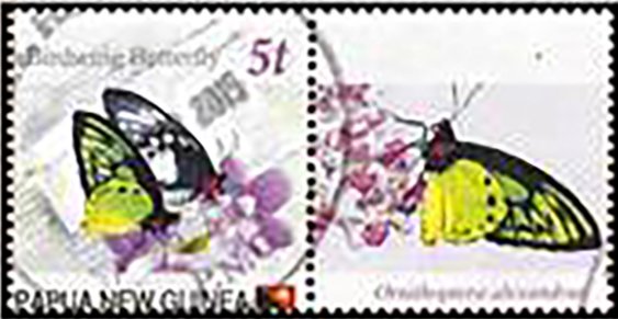 Birdwing Butterfly + label
