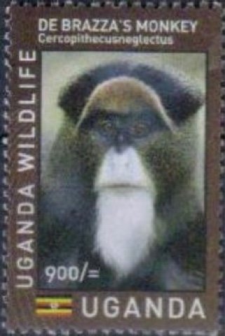 Ugandan Wildlife : Primates