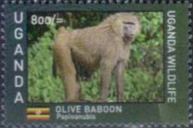 Ugandan Wildlife : Primates