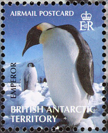 Emperor Penguin (Aptenodytes forsteri)
