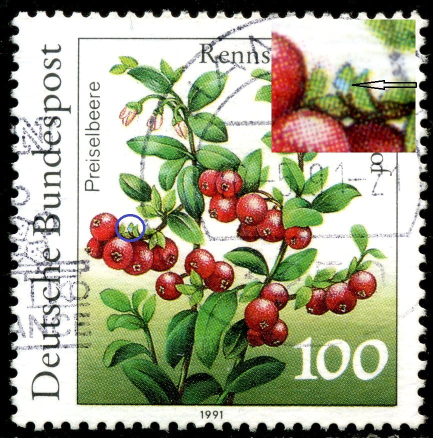 Vaccinium vitis-idaea