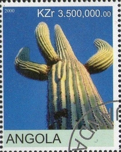Cactus