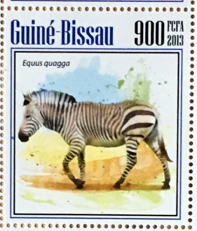 Zebra