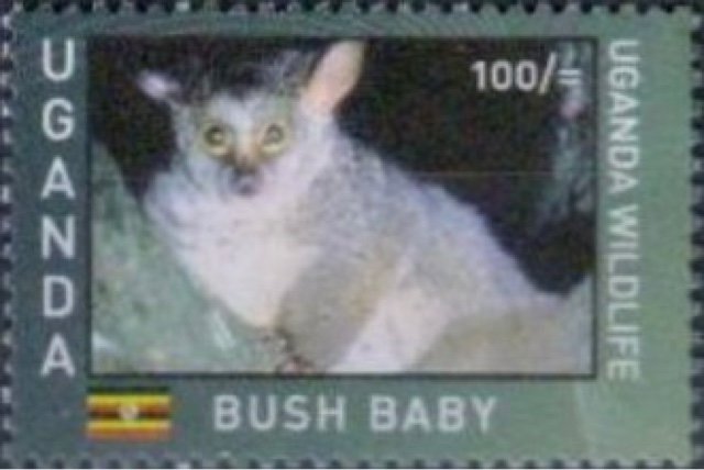 Ugandan Wildlife : Primates