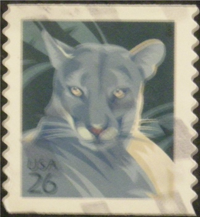 Florida Panther (Puma concolor coryi)