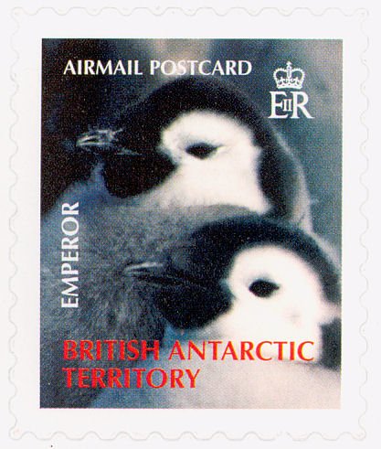 Emperor Penguin (Aptenodytes forsteri)