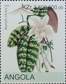 Phalaenopsis schilleriana