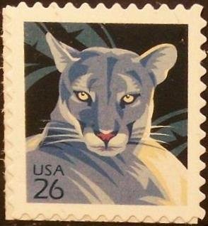 Florida Panther (Puma concolor coryi) 