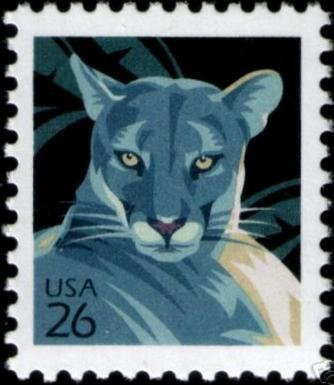 Florida Panther (Puma concolor coryi)