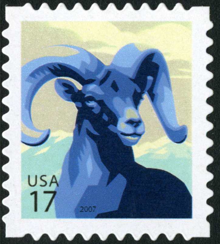 Bighorn Sheep (Ovis canadensis)