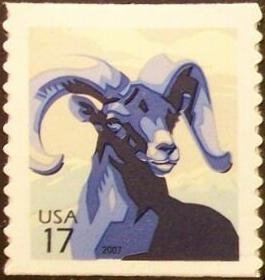 Bighorn Sheep (Ovis canadensis)