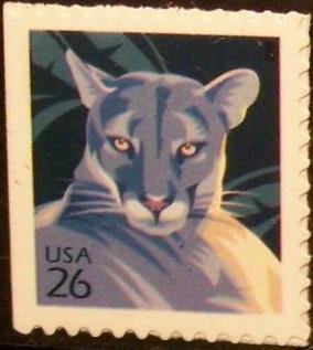 Florida Panther (Puma concolor coryi)