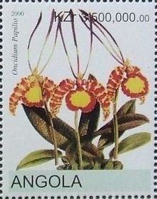 Psychopsis papilio - Butterfly Orchid