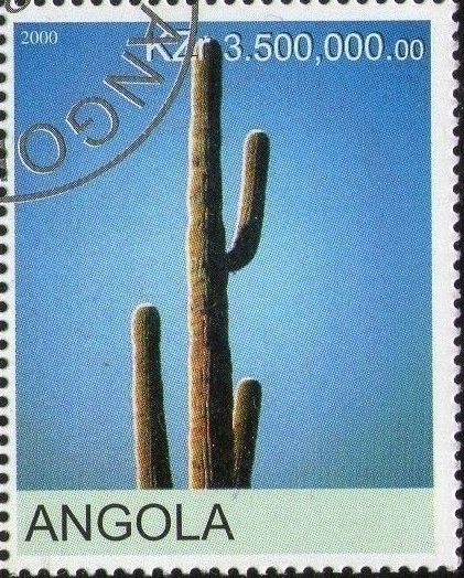 Cactus