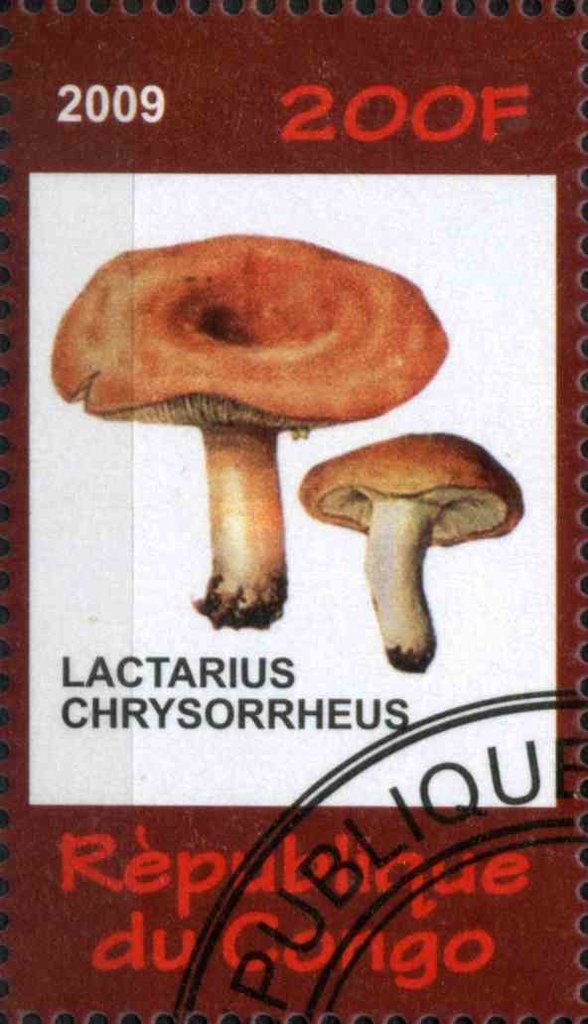 Lactarius Chrysorrheus