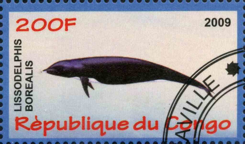 Lissodelphis Borealis