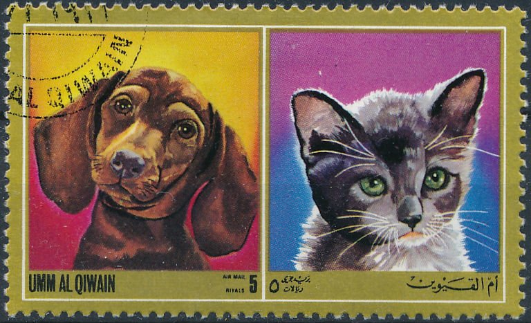 Dog and Cat