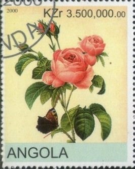 Roses