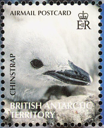 Chinstrap Penguin (Pygoscelis antarcticus)