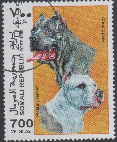 Pit Bull Terrior