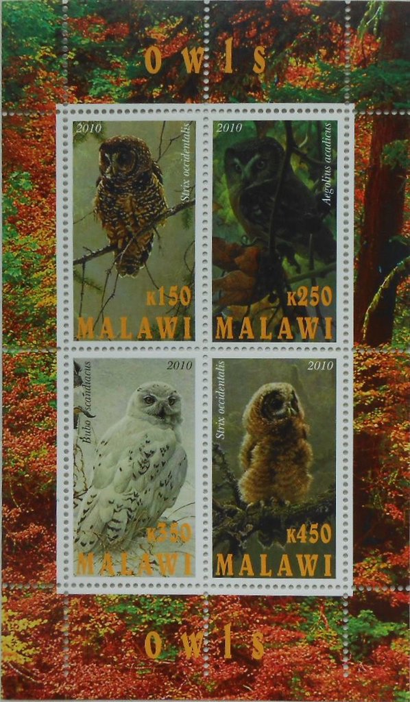 Owls