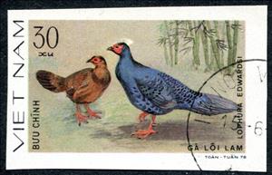 Stamp, Edwards's Pheasant (Lophura edwardsi), Vietnam,  , Animals (Fauna), Birds, Pheasants