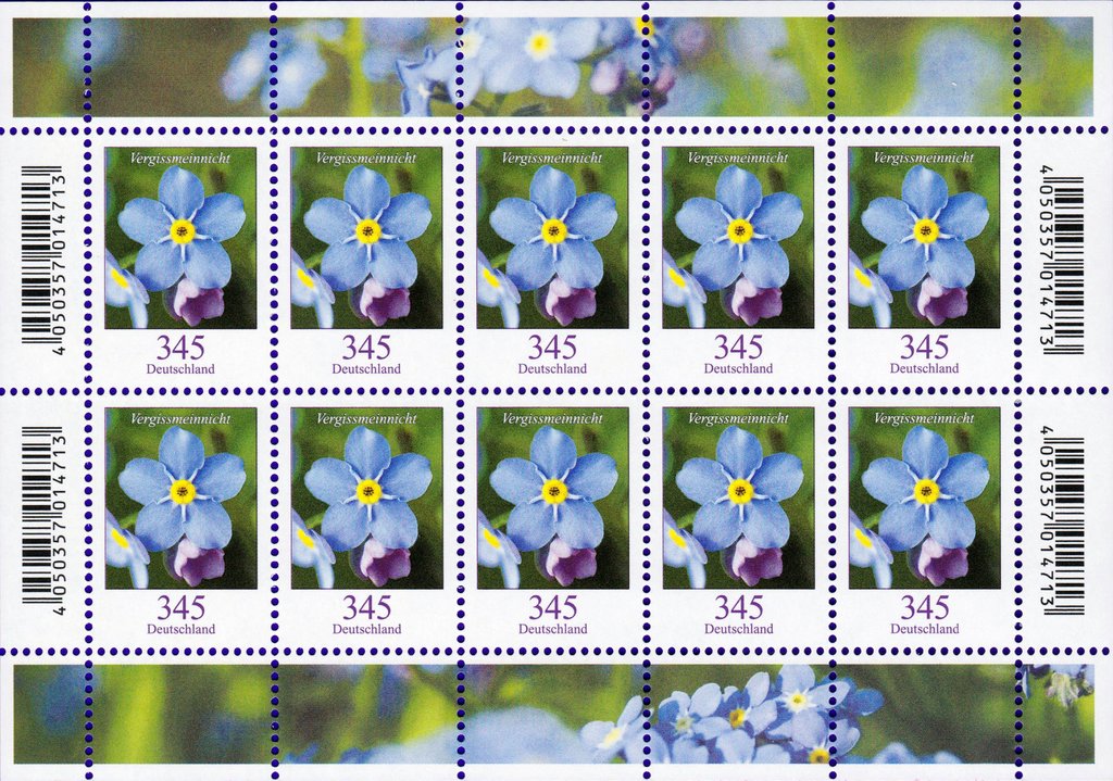 Flowers - Myosotis