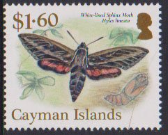 White-lined Sphinx