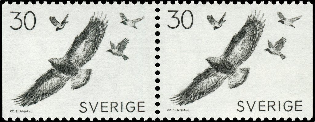 Golden Eagle (Aquila chrysaetus)