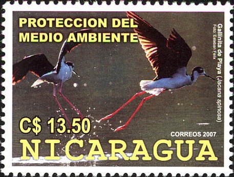 Black-necked Stilt (Himantopus mexicanus)