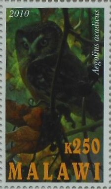 Stamp, Aegolius acadicus, Cinderellas,  , Animals (Fauna), Birds, Owls