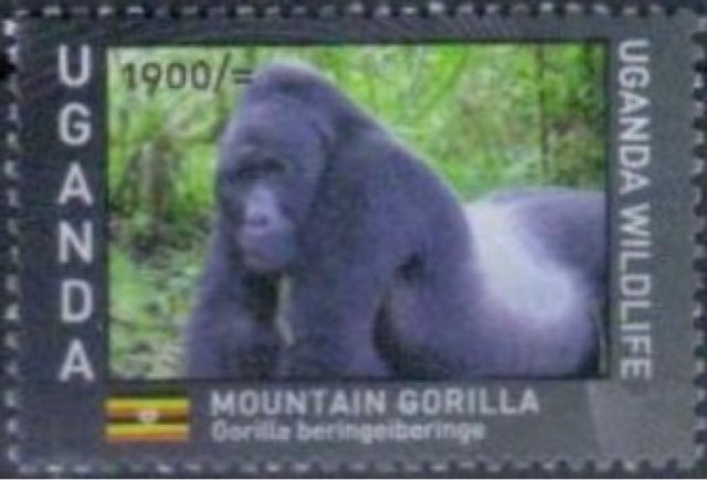 Ugandan Wildlife : Primates