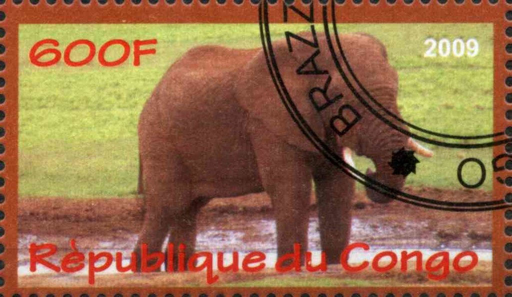 Faune d'Afrique