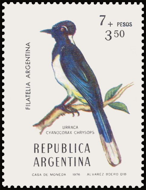 Plush-crested Jay (Cyanocorax chrysops)