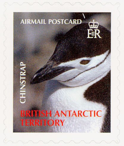 Chinstrap Penguin (Pygoscelis antarcticus)