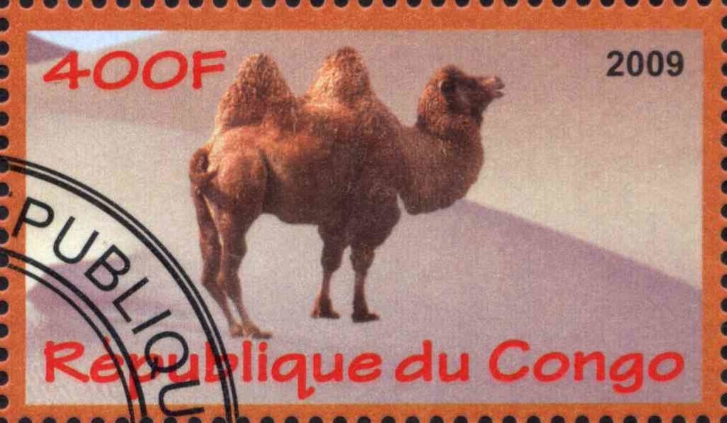 Camel