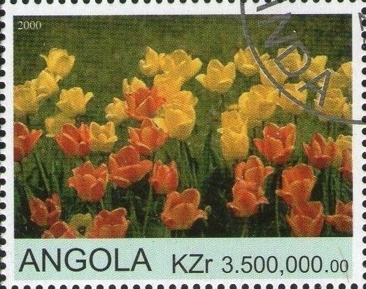 Tulips