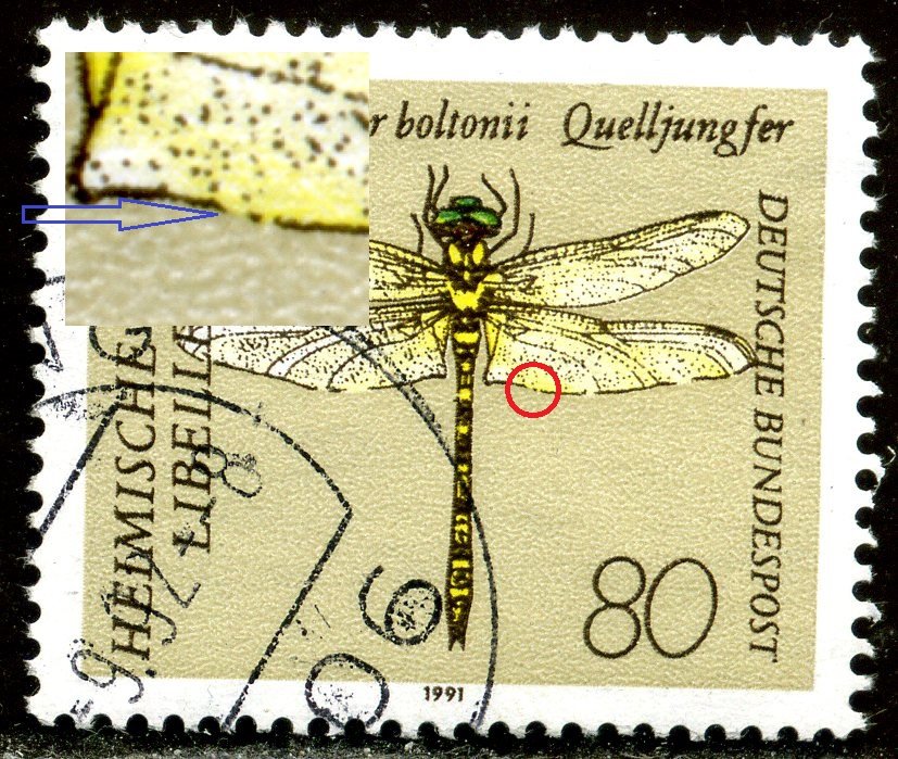 Golden-ringed Dragonfly (Cordulegaster boltonii)