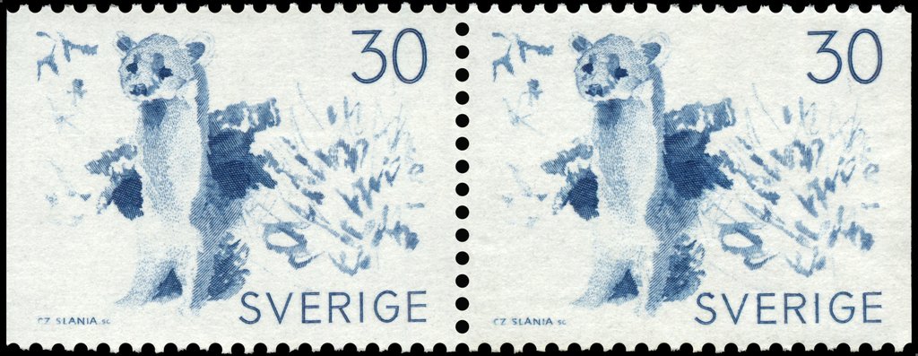 Stoat (Mustela erminea)