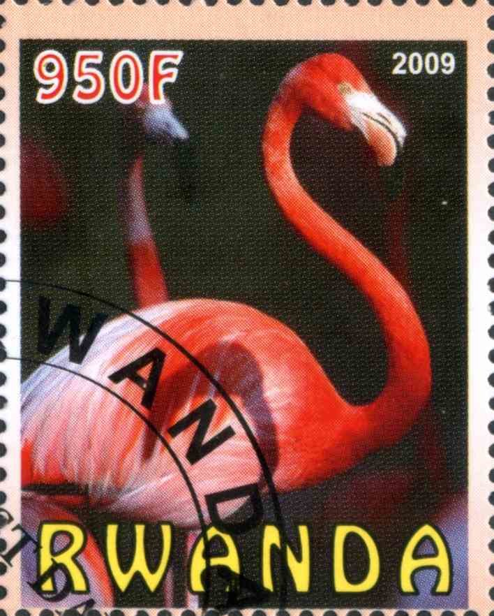 Flamingo
