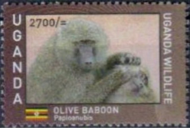 Ugandan Wildlife : Primates