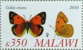 Colias cracea