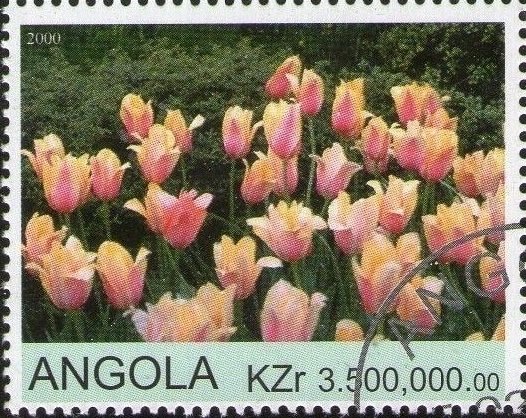 Tulips