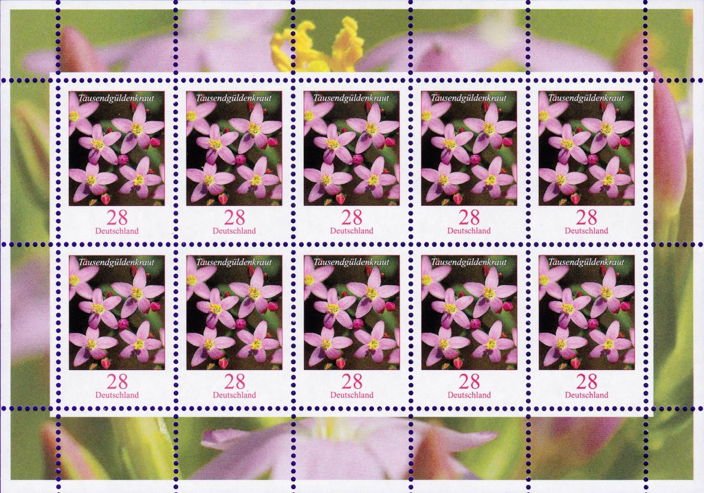 Flowers - Centaurium erythraea - Gentian