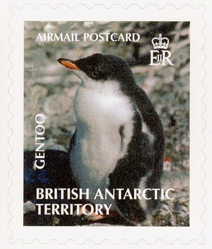 Gentoo Penguin (Pygoscelis papua)