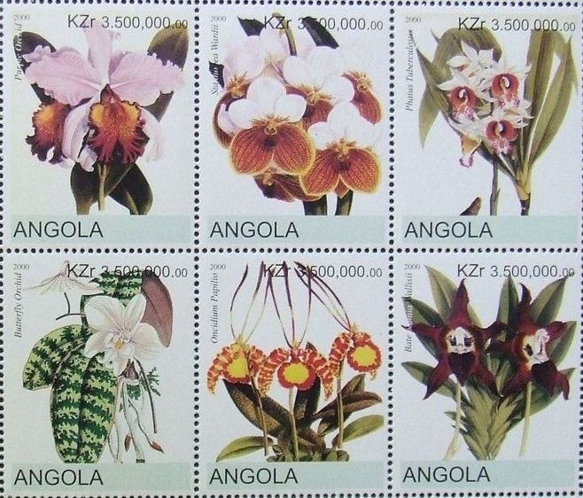 Orchids