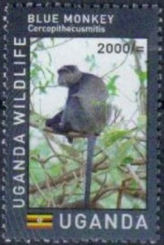Ugandan Wildlife : Primates