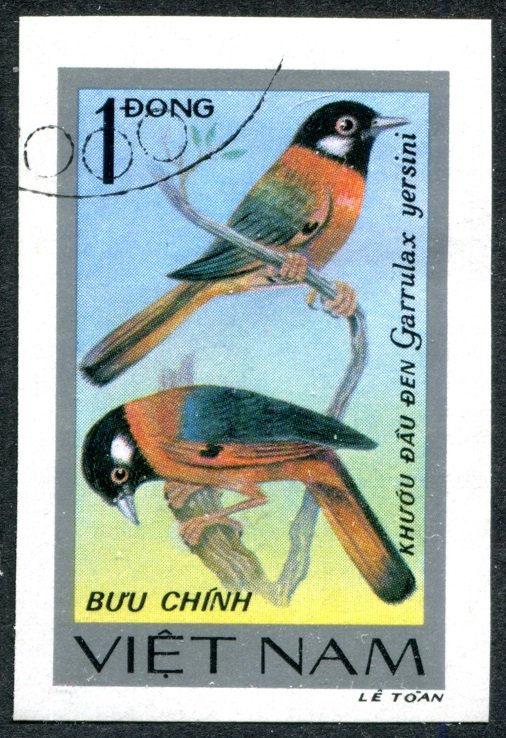 Collared Laughingthrush (Garrulax yersini)