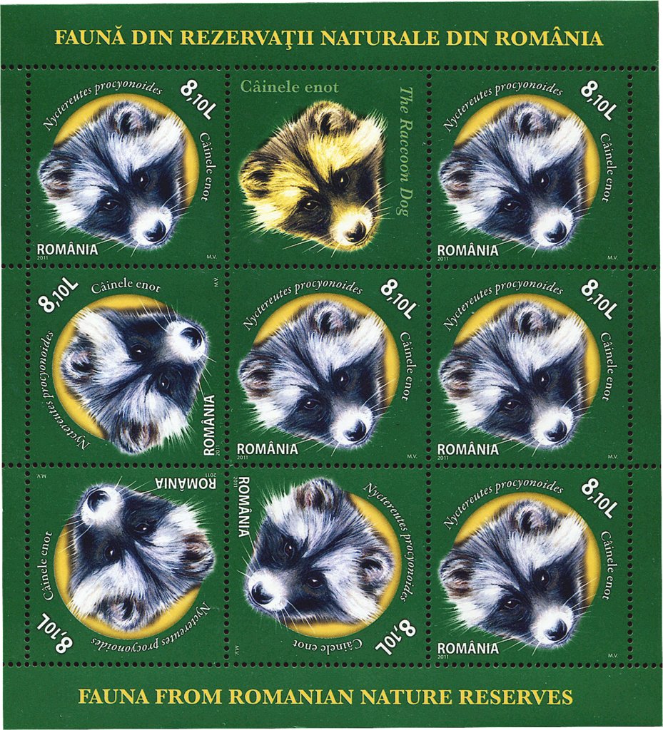 Raccoon Dog (Nyctereutes procyonoides) MS